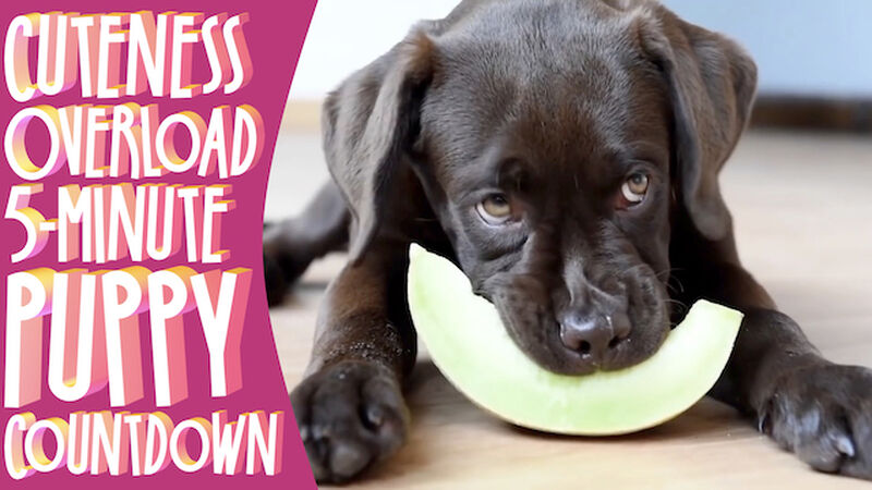 Cuteness Overload! 5-Minute Puppy Countdown